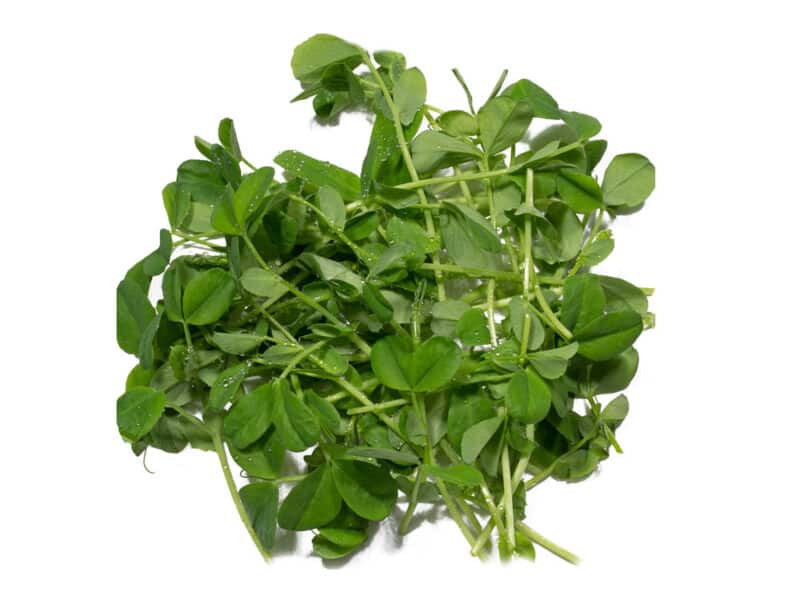 Microgreens Erbse