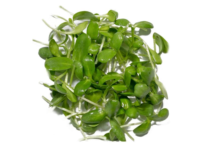Microgreens Sonnenblume