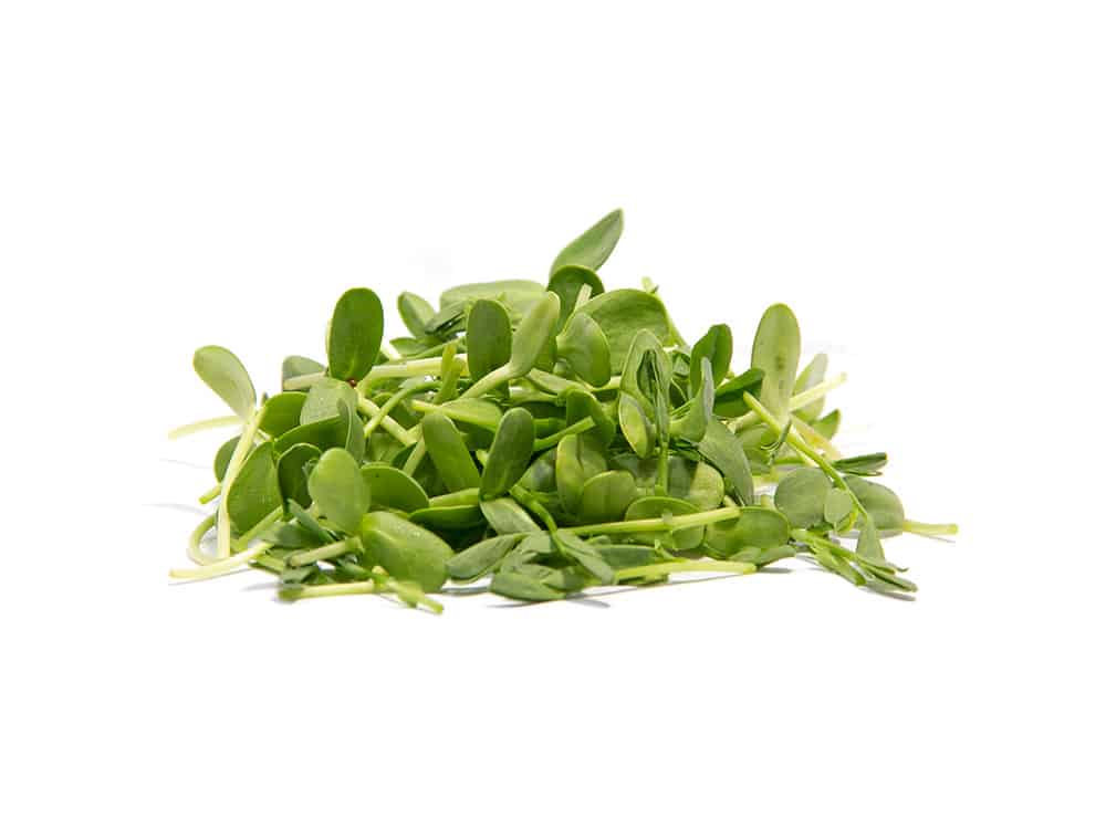 bio sprossen mix