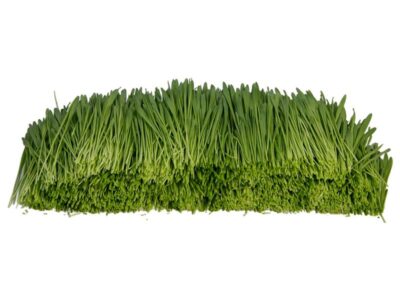 Gerstengras