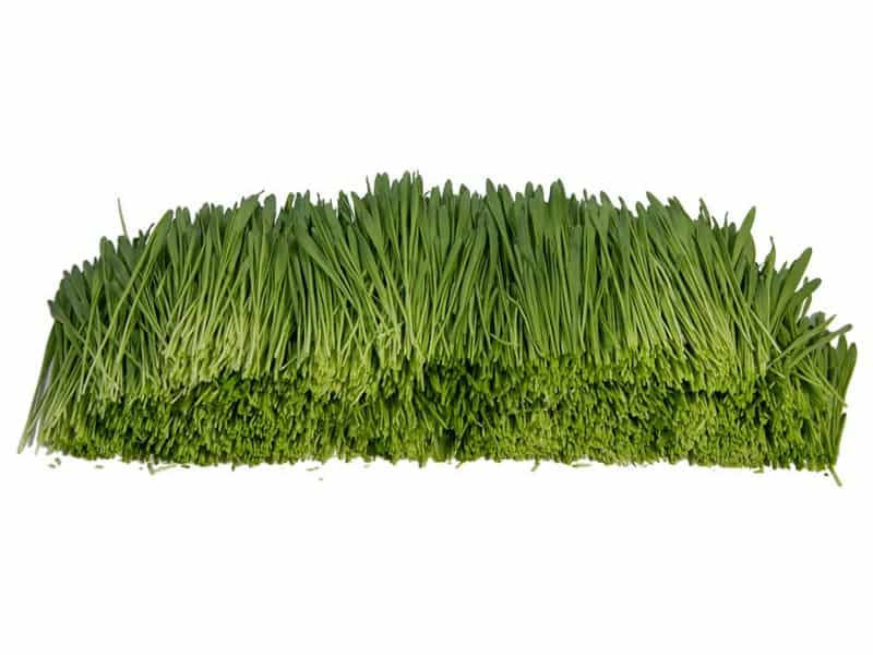 Gerstengras