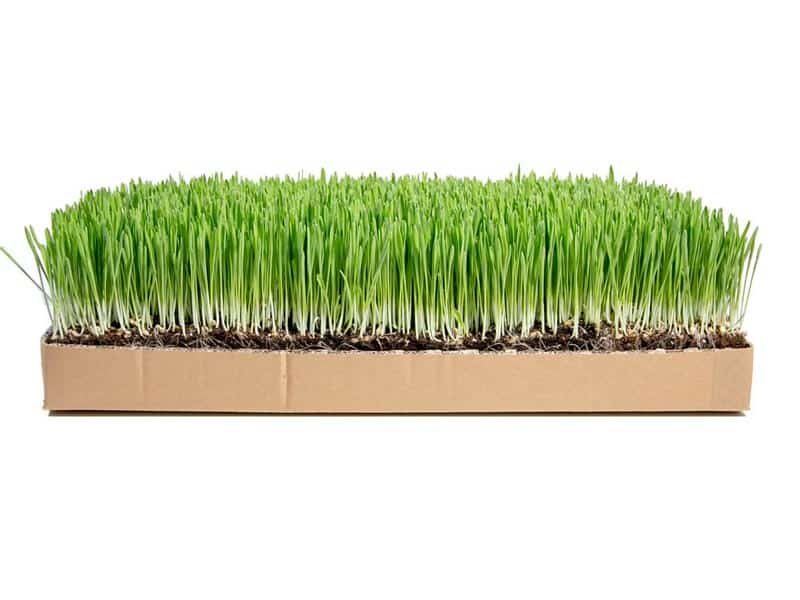 Gerstengras Kiste