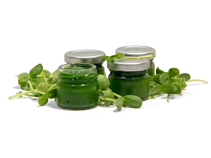 Microgreens Sonnenblumensaft