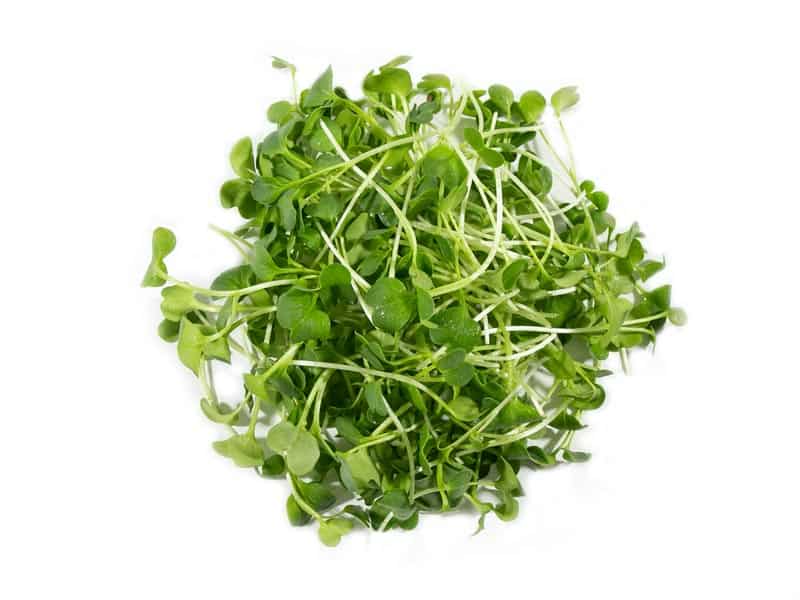 rettich sprossen microgreens