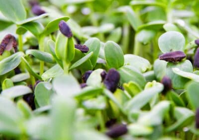 Microgreens / Sprossengrün