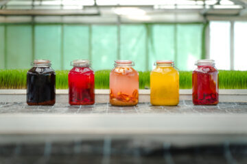 Fermentation – auf die wilde Art