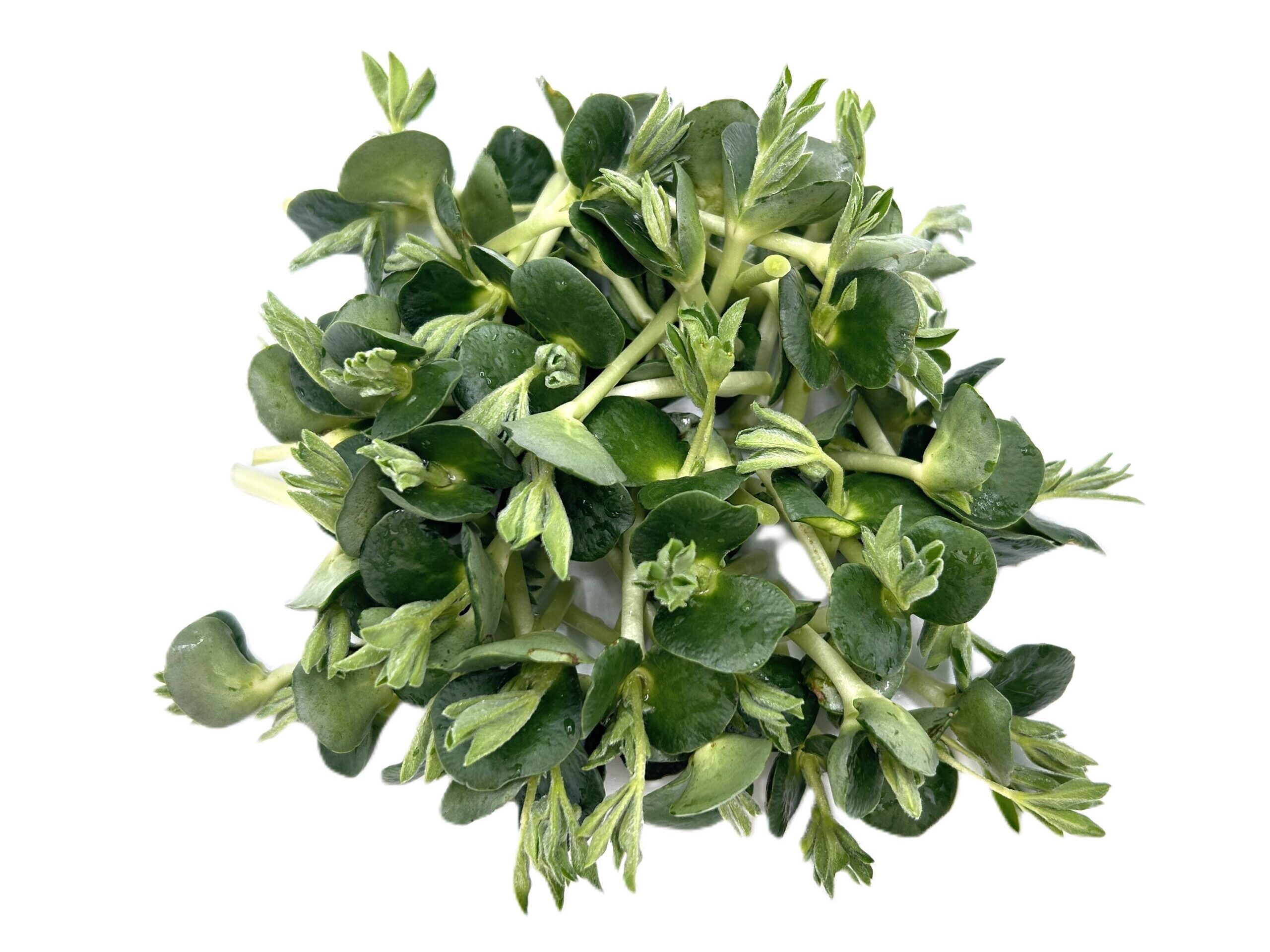 Microgreens Lupine
