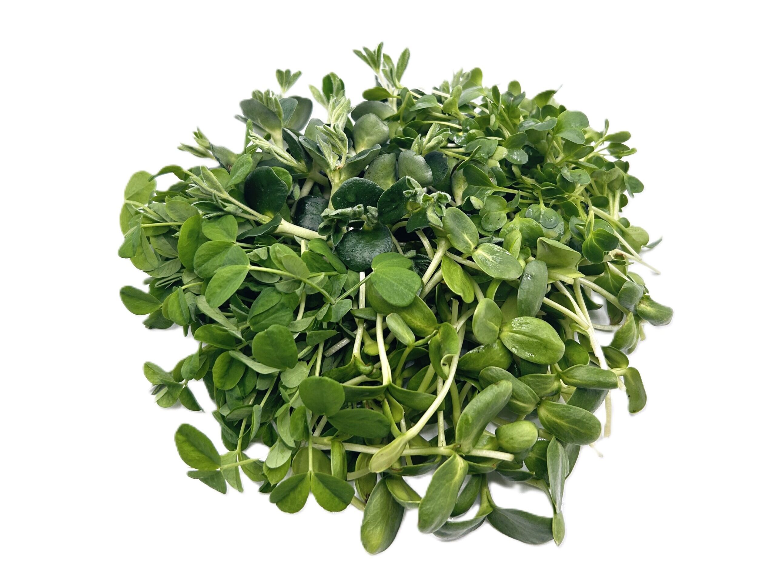 Microgreens Quartett
